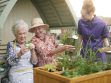 Two older people enjoying planting and watering seedlings and flowers in a raised planter as a member of staff joins the fun