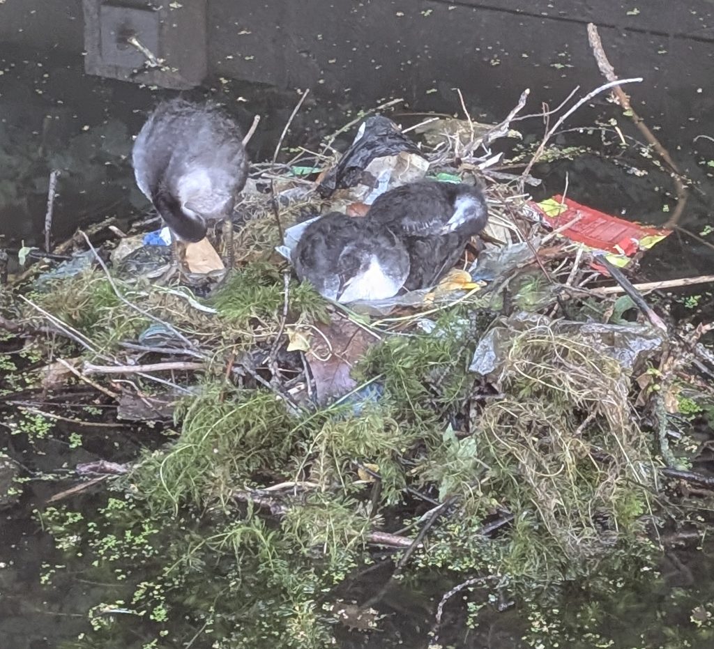 Birds nests on the New River are often made using litter