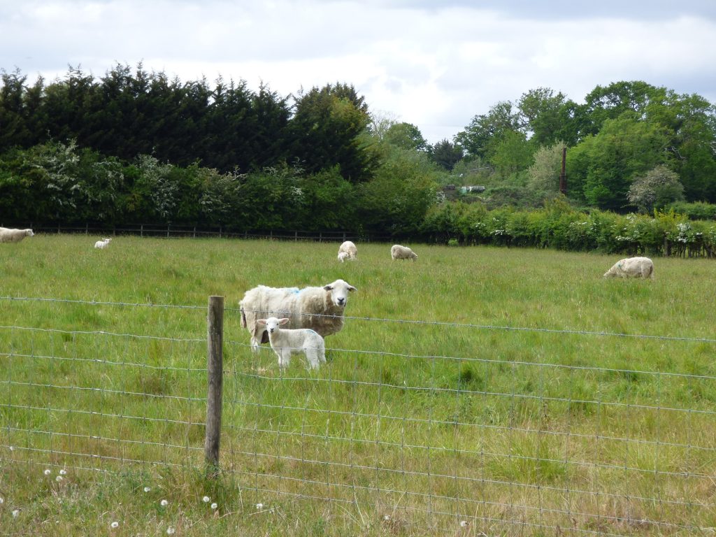 Glasgow Stud in Crews Hill