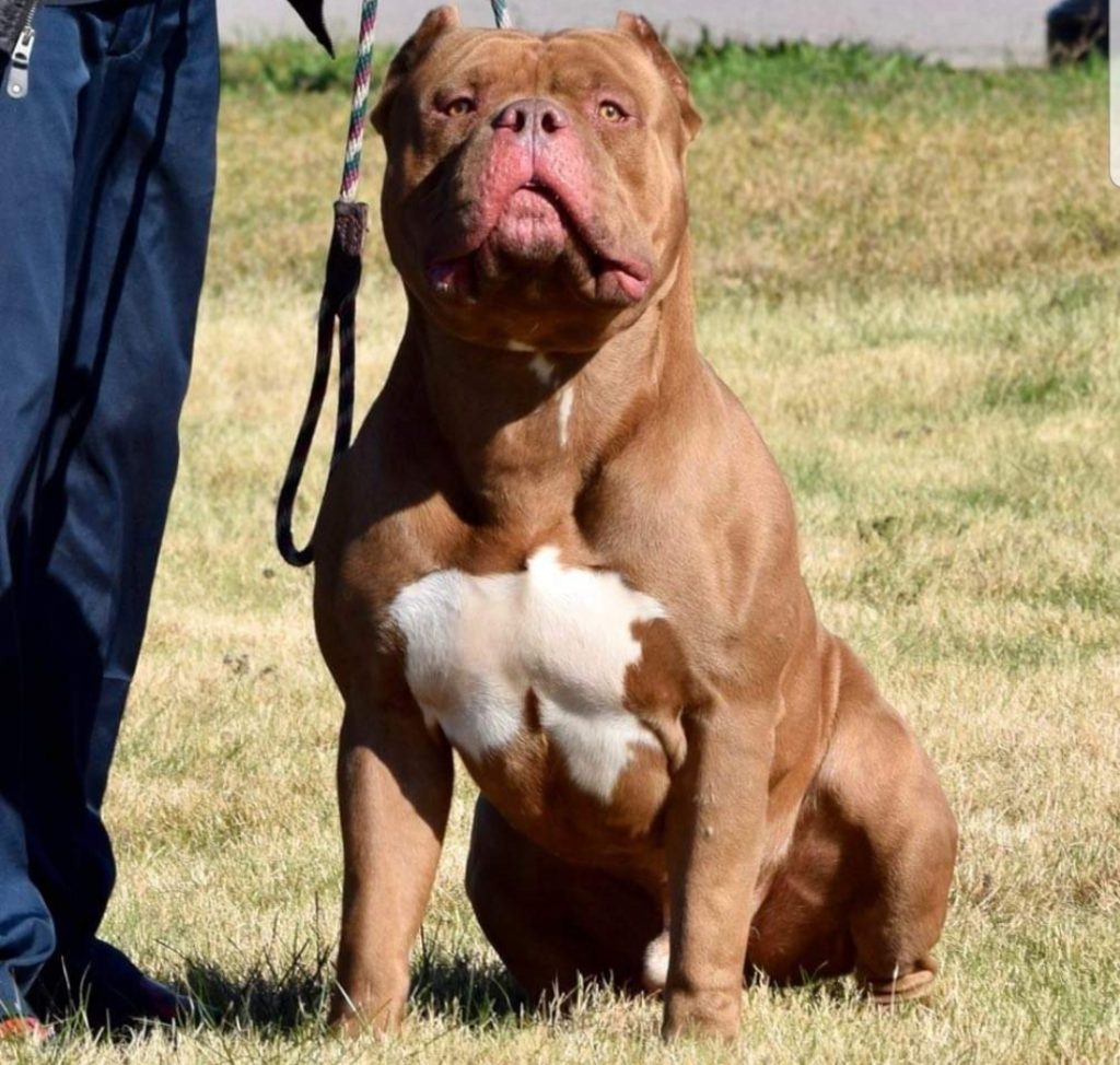 XL Bully dog (credit Dlexus via Wikimedia Commons)