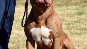 XL Bully dog (credit Dlexus via Wikimedia Commons)