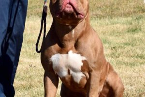 XL Bully dog (credit Dlexus via Wikimedia Commons)