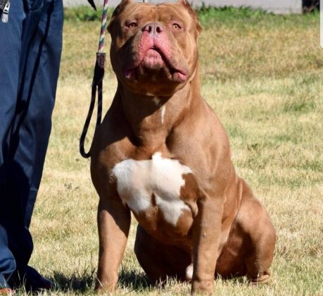 XL Bully dog (credit Dlexus via Wikimedia Commons)