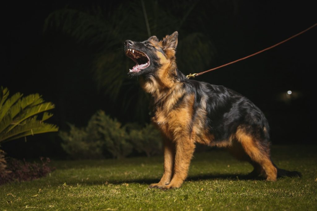 A stock image of a German shepherd dog (credit Zeeshan Noor via Unsplash)