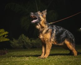 A stock image of a German shepherd dog (credit Zeeshan Noor via Unsplash)