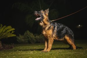 A stock image of a German shepherd dog (credit Zeeshan Noor via Unsplash)