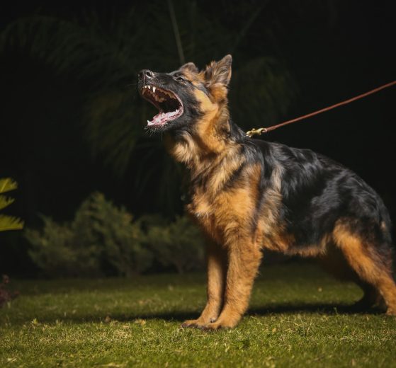A stock image of a German shepherd dog (credit Zeeshan Noor via Unsplash)