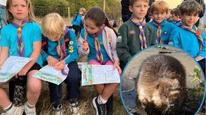 The Enfield 4th Beavers group visit the beaver enclosure at Forty Hall and (inset) one of the Enfield beavers (credit Enfield Council)