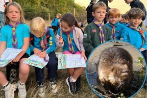 The Enfield 4th Beavers group visit the beaver enclosure at Forty Hall and (inset) one of the Enfield beavers (credit Enfield Council)