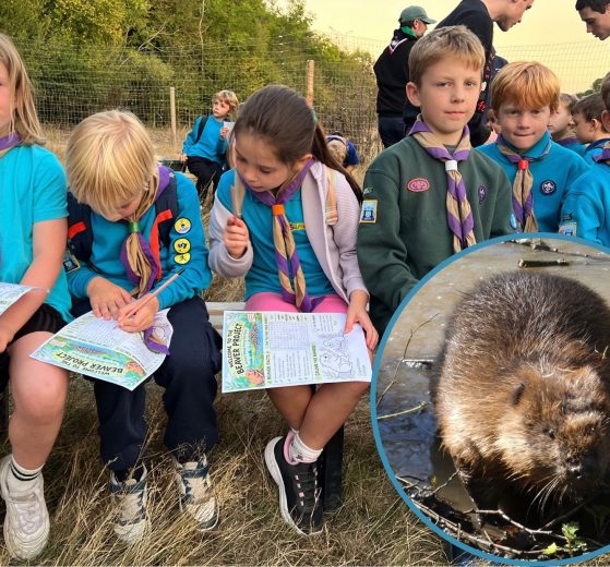 The Enfield 4th Beavers group visit the beaver enclosure at Forty Hall and (inset) one of the Enfield beavers (credit Enfield Council)