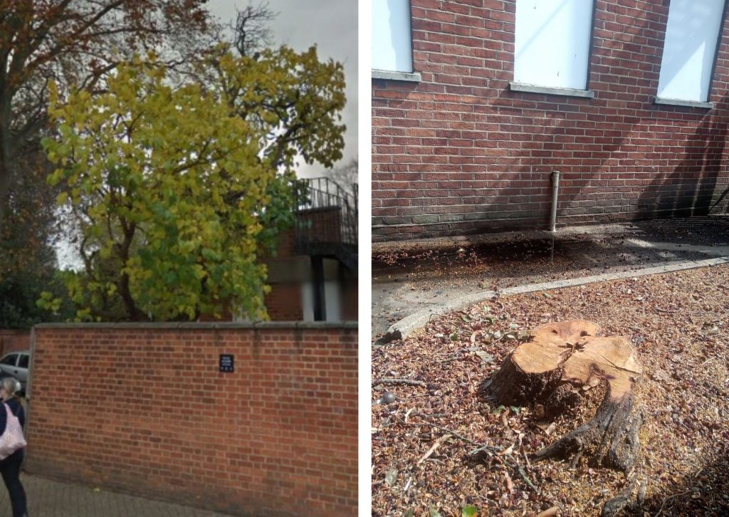 The white mulberry tree pictured before (left, credit Google) and after (right)