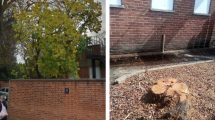 The white mulberry tree pictured before (left, credit Google) and after (right)