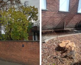 The white mulberry tree pictured before (left, credit Google) and after (right)