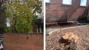 The white mulberry tree pictured before (left, credit Google) and after (right)