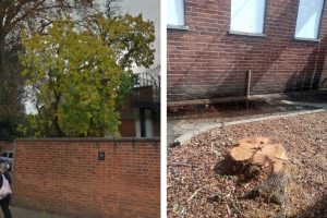 The white mulberry tree pictured before (left, credit Google) and after (right)