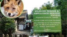 Wildlife Rescue & Animal Service in Trent Park and (inset) an injured fox rescued by the charity