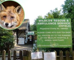 Wildlife Rescue & Animal Service in Trent Park and (inset) an injured fox rescued by the charity