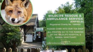 Wildlife Rescue & Animal Service in Trent Park and (inset) an injured fox rescued by the charity