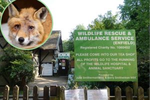 Wildlife Rescue & Animal Service in Trent Park and (inset) an injured fox rescued by the charity
