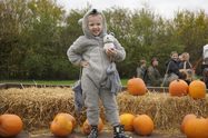 Children can pick-their-own pumpkins at Capel Manor