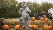 Children can pick-their-own pumpkins at Capel Manor