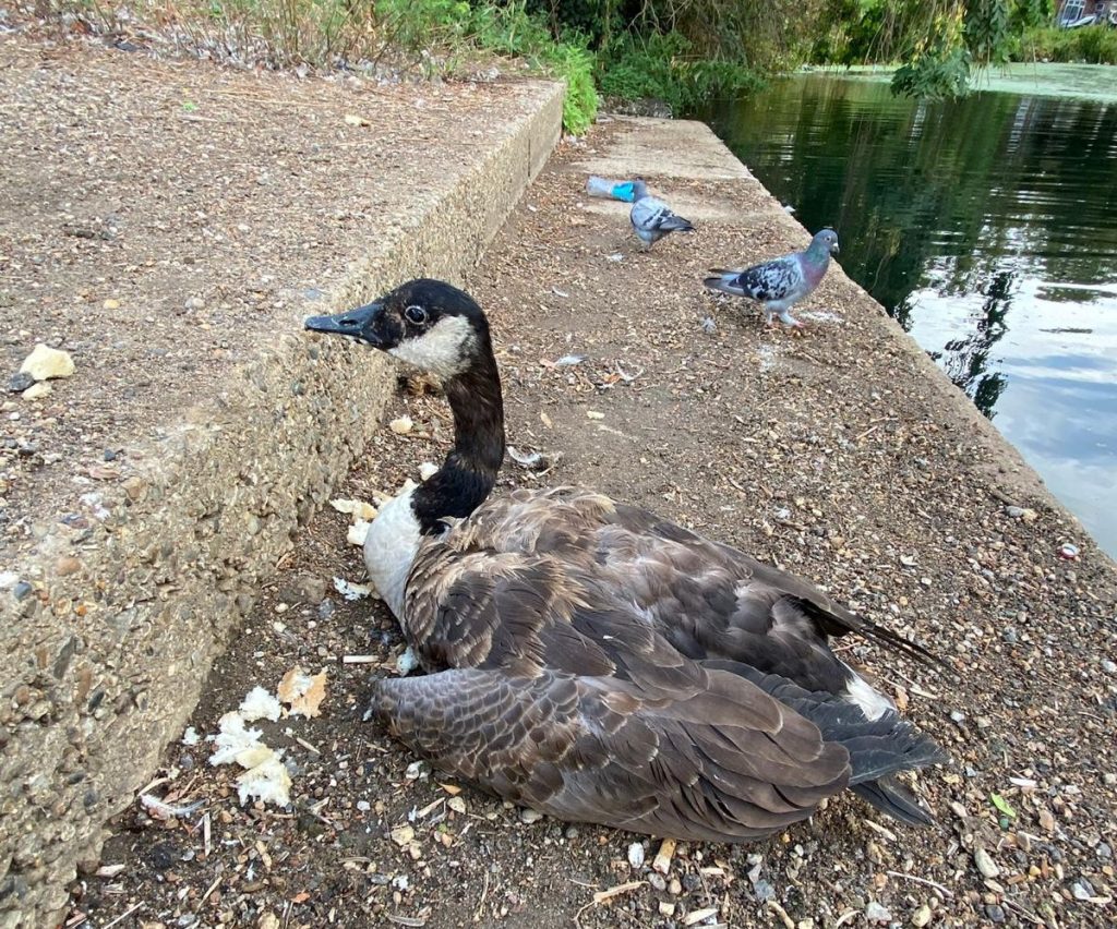 An infected Canadian goose at Pymmes Park (credit Louise Chapelle)