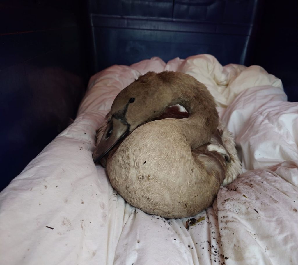 One sick cygnet was taken to an animal shelter (credit Louise Chappelle)