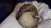 One sick cygnet was taken to an animal shelter (credit Louise Chappelle)