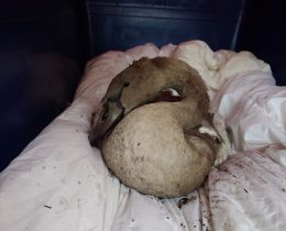 One sick cygnet was taken to an animal shelter (credit Louise Chappelle)