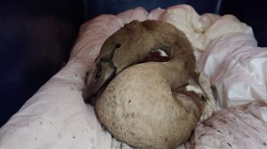 One sick cygnet was taken to an animal shelter (credit Louise Chappelle)