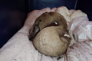 One sick cygnet was taken to an animal shelter (credit Louise Chappelle)