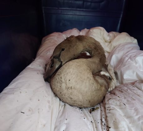 One sick cygnet was taken to an animal shelter (credit Louise Chappelle)