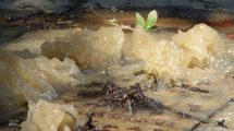 A recent water leak in Oak Avenue, Enfield